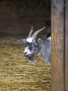 Pigmy-Goat.jpg