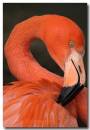 Pink-Flamingo.jpg