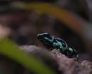 PoisonDartFrog.jpg