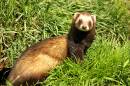 Polecat.jpg