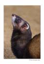 Polecat1.jpg