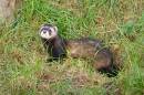 Polecat2.jpg