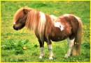 Pony-.jpg