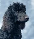 Poodle_1.jpg