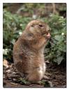 Prairie-Dog2.jpg