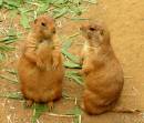 PrairieDogs.jpg