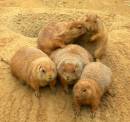 PrairieDogsFamilyPhoto.jpg