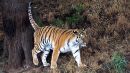 Prowling_Tiger.jpg
