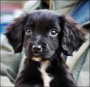 Puppy.jpg