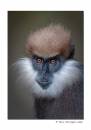 Purple-faced-Langur.jpg