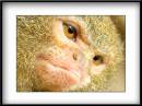 Pygmy_Marmoset.jpg
