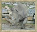 RHINO.jpg