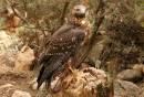 Raptor_-.jpg