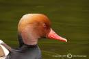 Red-Crested-Pochard1.jpg