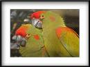 Red-Fronted-Macaw.jpg