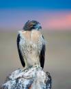 Red-tailed_hawk_at_dawn.jpg