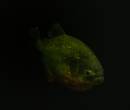 RedBelliedPiranha.jpg