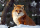 Red_Fox.png