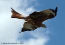 Red_Kite_035.jpg