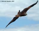 Red_Kite_2_035.jpg