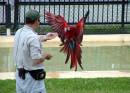 Red_Macaw_landing-_AZ.JPG