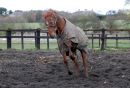 Red_Marauder_2001_Grand_National_Winner_6-4-2016.jpg