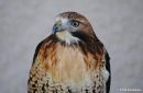 Red_Tailed_Hawk_1.jpg