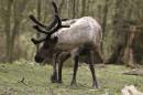 Reindeer_0163.jpg