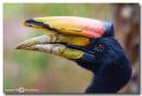 Rhinocerous-Hornbill.jpg