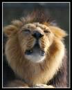 Roar-1.jpg