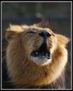 Roar-2.jpg