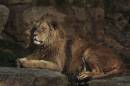 Romanian_Lion_copy.jpg