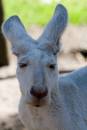 Roo.jpg