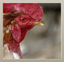 Rooster1.jpg
