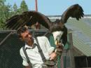 Rory_and_Bald_Eagle_Large_.jpg