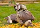Ruppells_Grifon_Vulture_2.jpg