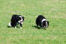 SHEEP_DOG_5.jpg