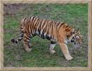 SIBERIAN_TIGER_11.jpg