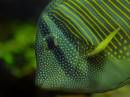 SailfinTang1.jpg