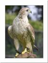 Saker-Falcon.jpg