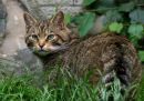 Scottish_wild_cat_scaled.jpg