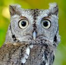 Screech_Owl_D706856_web.jpg