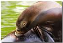 Sea_lion.jpg