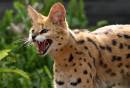 Serval.jpg
