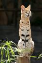 Serval_Portrait.jpg