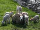 Sheep-01.jpg