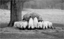 Sheep_Lunch.jpg