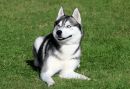 Siberian_Husky.jpg