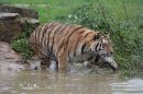 Siberian_Tiger-_Amur_tigris_altaica_27.jpg