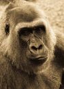 Silverback-1.jpg